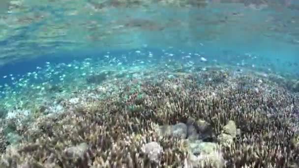 Blue green damselfish swim above a shallow coral reef — Stock Video