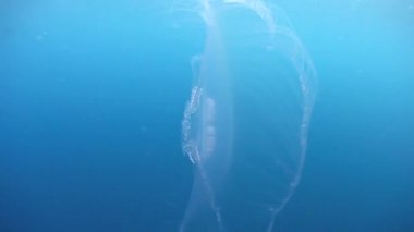 Moon denizanası büyük toplama