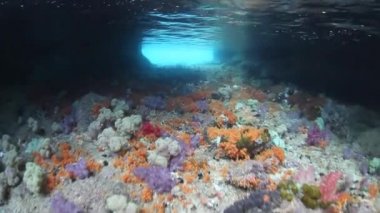 Yumuşak mercanlar kaplı sığ tünel