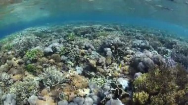 mercanlar çeşitli su sadece santimetre olarak büyümek