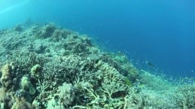 Raja Ampat canlı resif büyür
