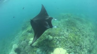 Bir Manta ray sığ kayalıklara yüzüyor