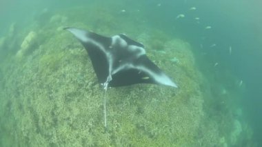 Bir Manta ray sığ kayalıklara yüzüyor