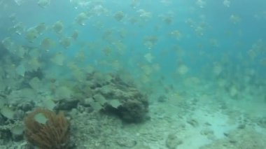 Diamondfish okul