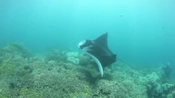 Un rayon Manta nage sur un récif peu profond — Video