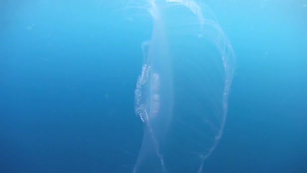 Большая агрегация лунных медуз — стоковое видео