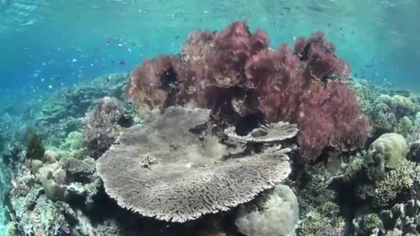 Recifes de coral saudáveis e diversificados — Vídeo de Stock