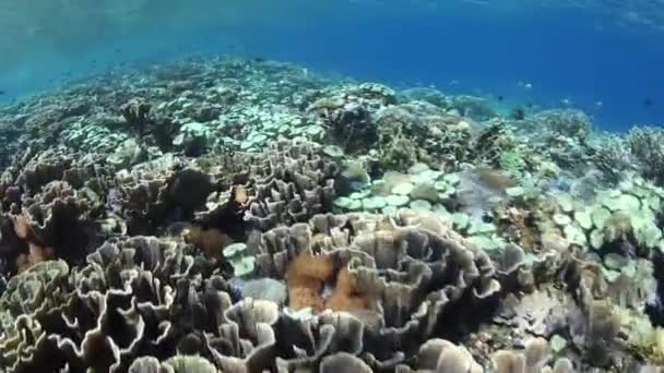 Healthy and diverse coral reef — Stock Video