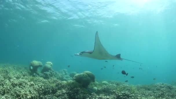 En Manta ray simmar på ett grunt rev — Stockvideo