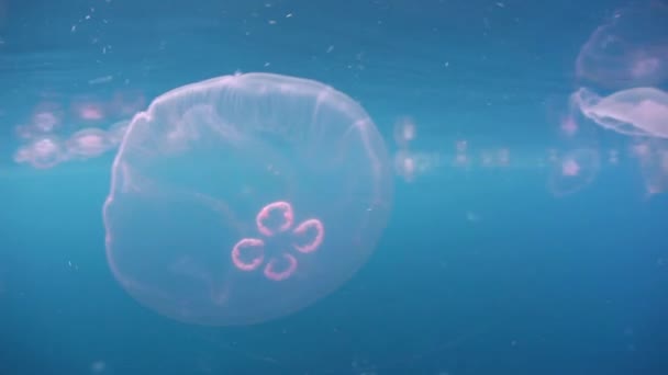 Large aggregation of Moon jellyfish — Stock Video