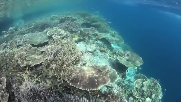 Gezonde koralen gedijen in Raja Ampat — Stockvideo