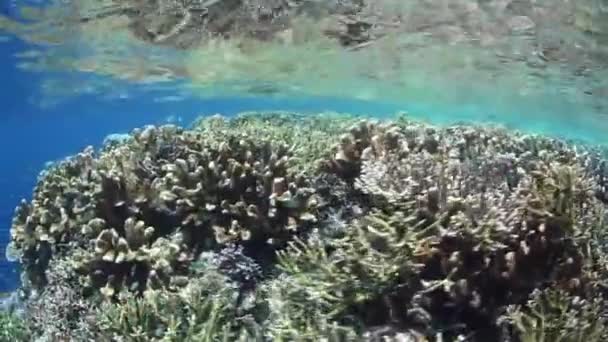 Recifes de Coral diversos e rasos — Vídeo de Stock