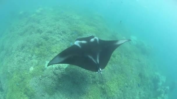 Un rayo Manta nada en un arrecife poco profundo — Vídeos de Stock