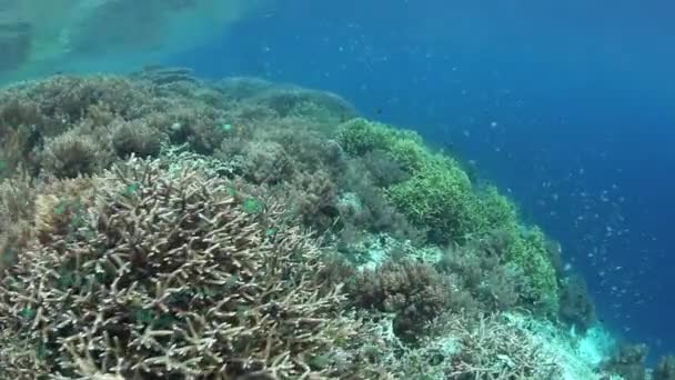 Pequeños peces de arrecife nadan sobre un arrecife de coral poco profundo — Vídeos de Stock