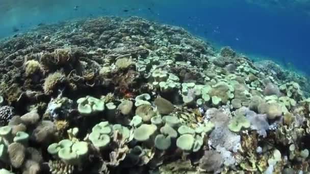 Healthy and diverse coral reef — Stock Video