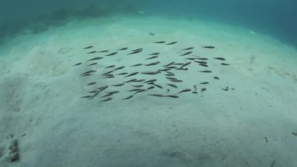 Juvenil çizgili kedi balığı sürüsü — Stok video