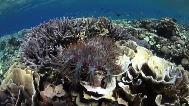 Crown of Thorns Starfish — Stock Video