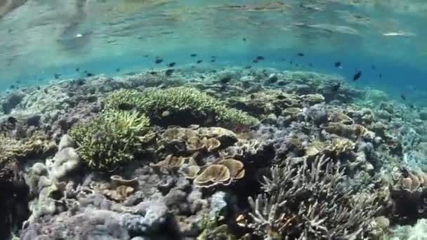 Pequenos peixes de recife nadam acima de um recife de coral — Vídeo de Stock