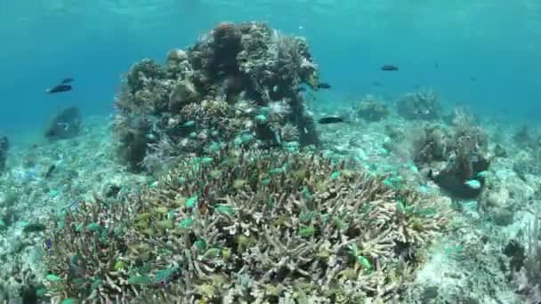 Arrecife de coral saludable — Vídeo de stock