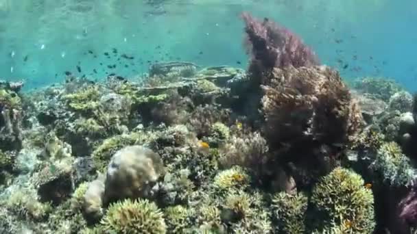 Colorful reef fish swim above a coral reef slope — Stock Video