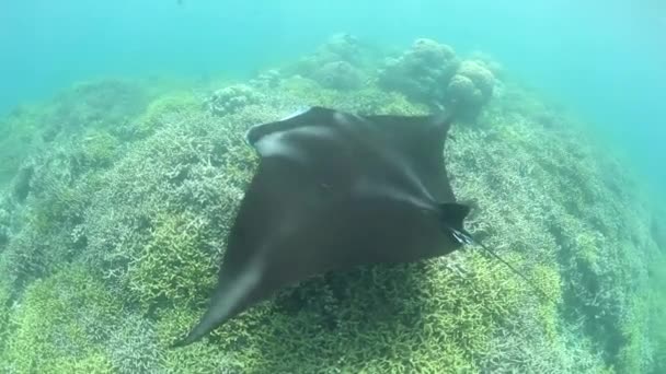 A Manta ray swims on a shallow reef — Stock Video