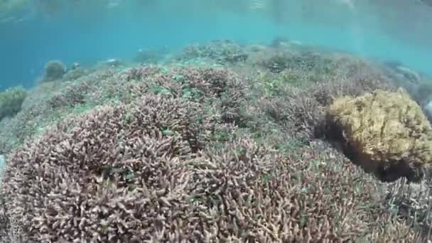 Small reef fishes swim above a shallow coral reef — Stock Video