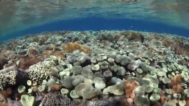 Здоровий і різноманітний кораловий риф — стокове відео