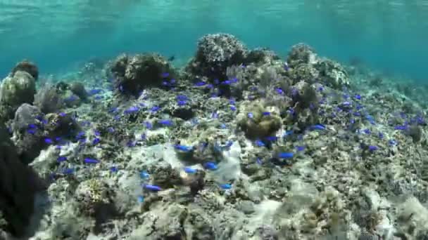 Μπλε-πράσινο damselfish σμήνος πάνω από κοραλλιογενή ύφαλο — Αρχείο Βίντεο