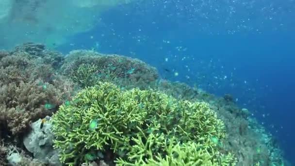 Pequeños peces de arrecife nadan sobre un arrecife de coral poco profundo — Vídeo de stock