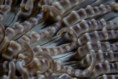 Boncuklu anemone tentacles