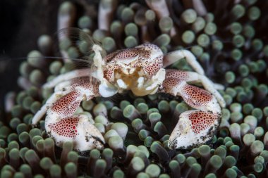 Porcelain crab  (Neopetrolisthes maculatus) clipart