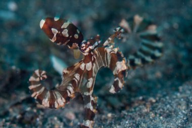 Wonderpus octopus crawls across the seafloor clipart