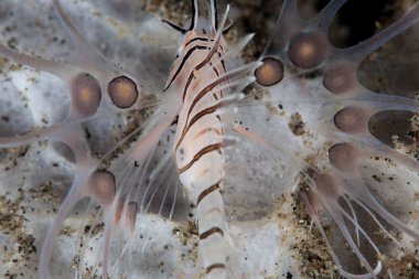 Juvenil lionfish av avlıyor