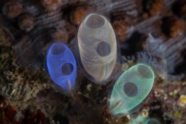 Bir mercan kayalığı renkli tunicates yaşamak