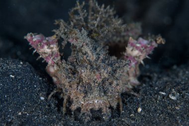 Dikenli devilfish üzerinde siyah kum zemine tarar