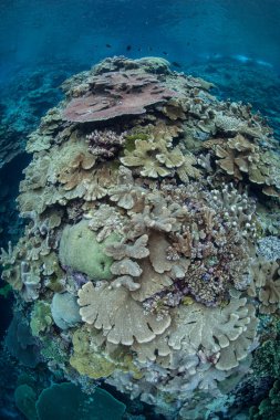 sağlıklı mercan resif sığ sularda yetişir