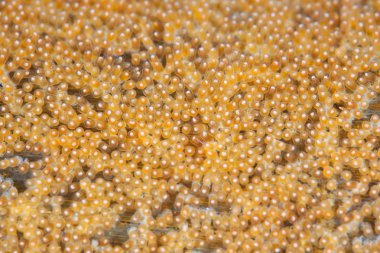 Clownfish eggs  laid on the seafloor clipart