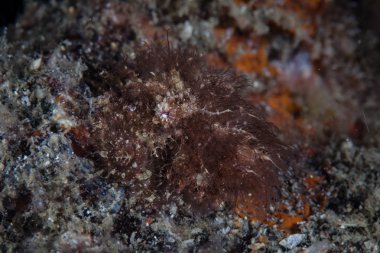 Hairy octopus uses incredible camouflage clipart
