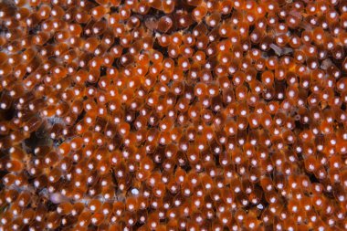 Newly laid anemone fish eggs clipart