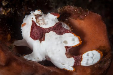 Giant frogfish  blends into the coral reef clipart