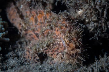 Çizgili veya kıllı frogfish