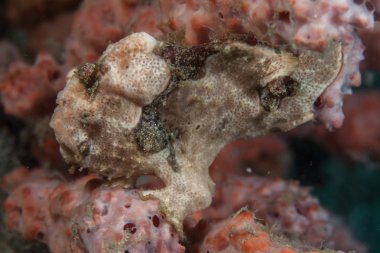 Pygmy seahorse (Hippocampus bargabanti) clipart