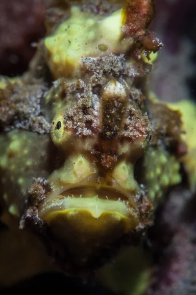 Warty frogfish (Gerres maculatus) — Stockfoto