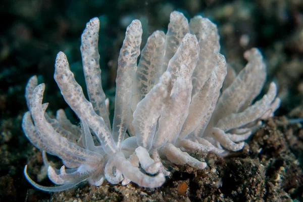 Κοράλλια στον δυτικό Ειρηνικό — Φωτογραφία Αρχείου