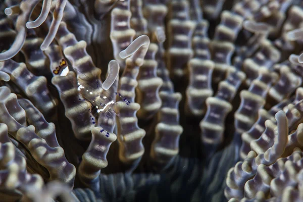 珠子海葵(异体极光)触角的细节。这种海葵确实拥有海葵鱼,并在整个热带的Indo-Pacific地区生活在珊瑚礁上。. — 图库图片 串珠的海葵的触手 — 图库照片
