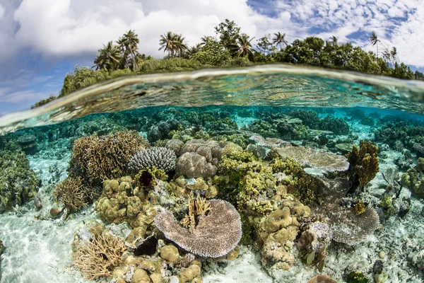 Разнообразные коралловые рифы растут на мелководье — стоковое фото