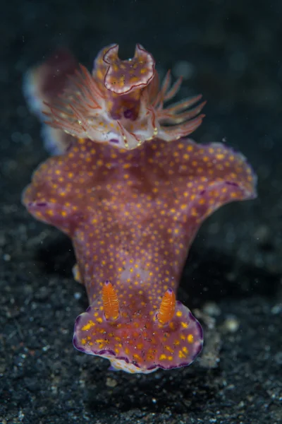 Região dianteira de um nudiramo raro em um recife — Fotografia de Stock