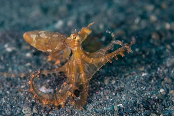 Wonderpus octopus crawls across the sandy sea floor — Stock Photo, Image