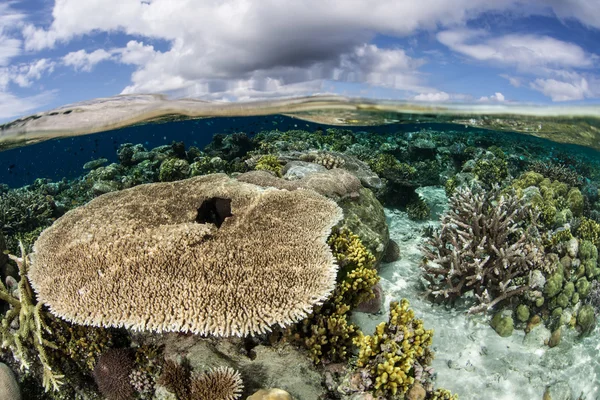 Поле столових коралів покриває неглибокий риф — стокове фото