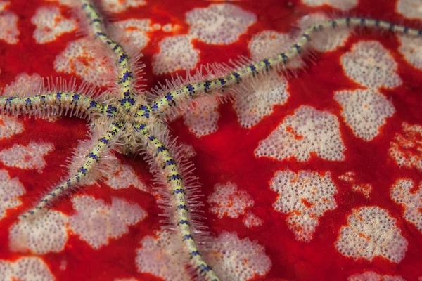 在印度尼西亚伦贝海峡,一颗脆星爬过一颗枕形海星的五颜六色的海底表面. — 图库图片 Brittlestar 爬多彩底面 — 图库照片
